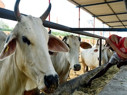 No Changes In Cattle Trade Ban Order No Changes In Cattle Trade Ban Order