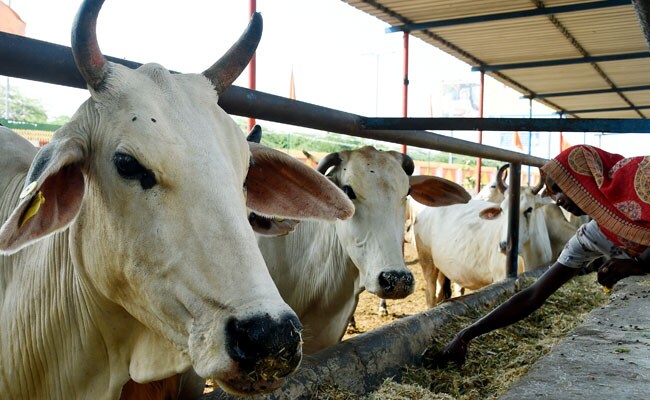 UP Begins Pilot Project On Cow Urine Collection, Samajwadi Party Makes Jibe