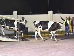 Qatar Gets First Herd Of Cows In Response To Arab Blockade