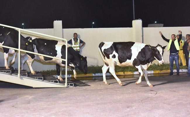 Qatar Gets First Herd Of Cows In Response To Arab Blockade