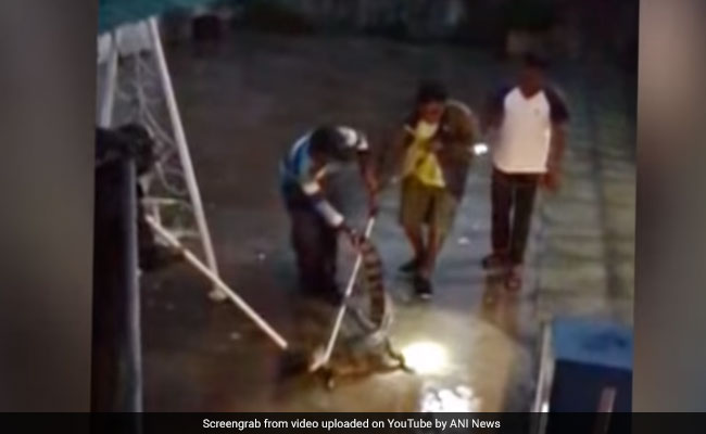 Video: 4.5-Foot Crocodile Enters House In Gujarat, Captured