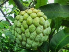 Featured image of post How to Make Custard Apple Benefits For Skin