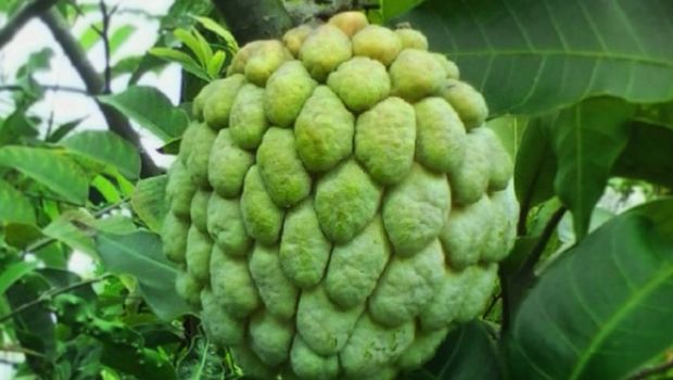 5 Surprising Benefits of Custard Apple Leaves
