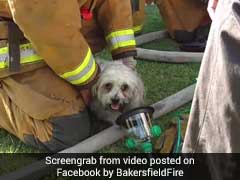 Watch: Firemen Rescue Pup From Burning House, Earn The Internet's Love