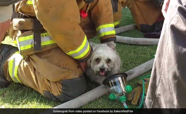 Watch: Firemen Rescue Pup From Burning House, Earn The Internet's Love