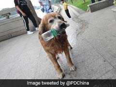 चीन के इस कुत्ते के 'पर्यावरण प्रेम' को देख दंग रह जाएंगे आप...