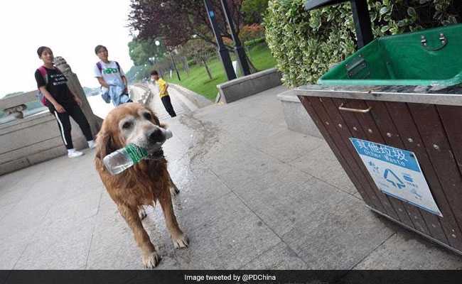 Bow-Wow! This Dog Has Been Clearing Trash From A River For 10 Years