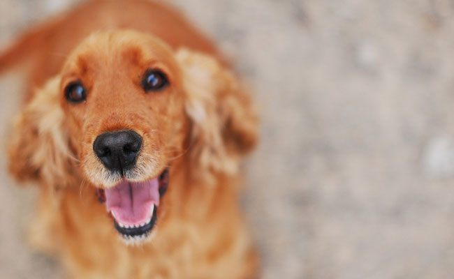 Having a Pet Dog May Reduce Heart Disease Risk! Try These 5 Foods Too