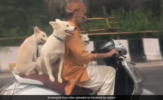 3 Delhi Dogs, Enjoying A Scooter Ride, Are Here To Brighten Up Your Day