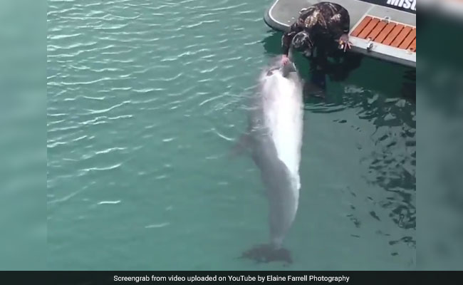 Incredible Video Shows Dolphin Stopping By Boat For A Belly Rub
