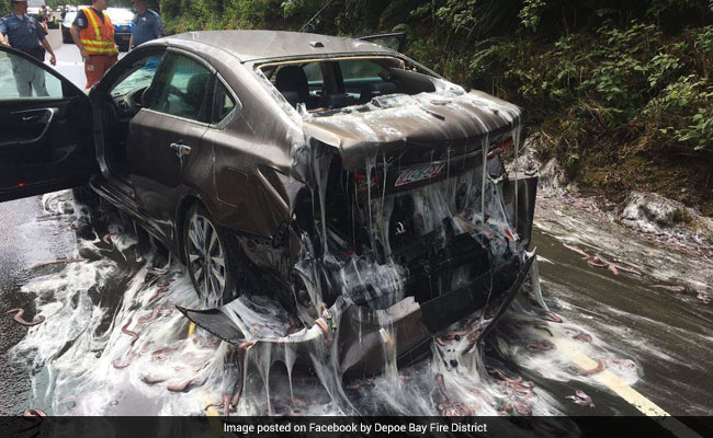 Truck Carrying Eels Overturns, Covers Cars In Slime. Internet Shudders