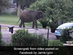 Elephant Escapes Circus In Search Of Early Morning Snack