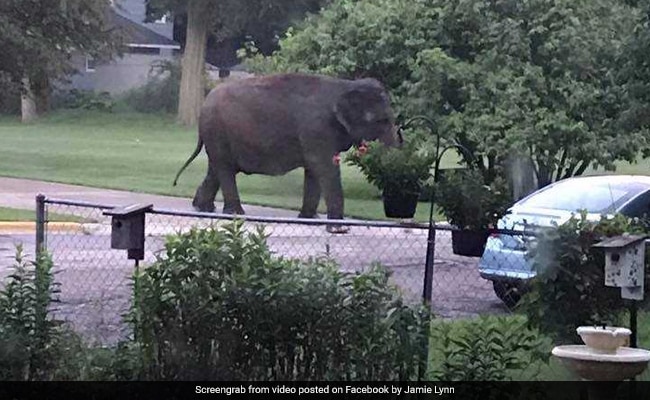 Elephant Escapes Circus In Search Of Early Morning Snack