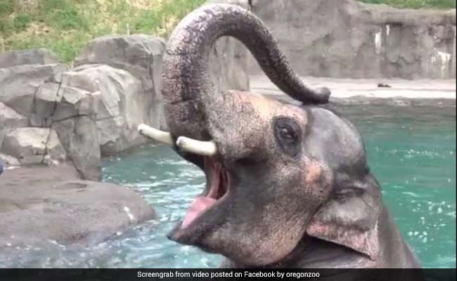 Samudra The Elephant Does Headstand In Water. Over A Million Views So Far