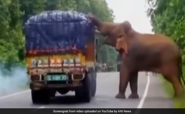 Watch: In Bengal, Elephant Stops Truck In Forest. Then, This...