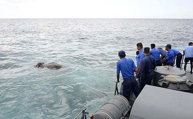 Sri Lankan Navy Rescues Elephant Washed Out To Sea