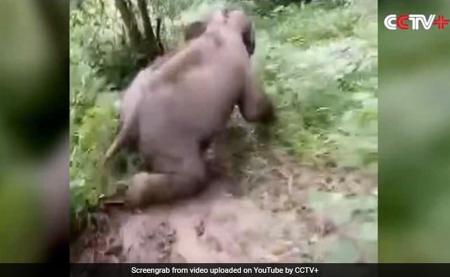 Baby Elephant Playfully Sliding Down Muddy Hill Will Brighten Up Your Day