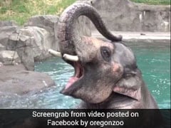 Samudra The Elephant Does Headstand In Water. Over A Million Views So Far