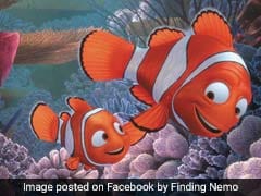 'Finding Nemo' Got An Important Fact About Clownfish Wrong, Say Scientists