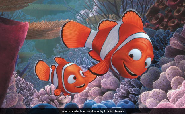 'Finding Nemo' Got An Important Fact About Clownfish Wrong, Say Scientists