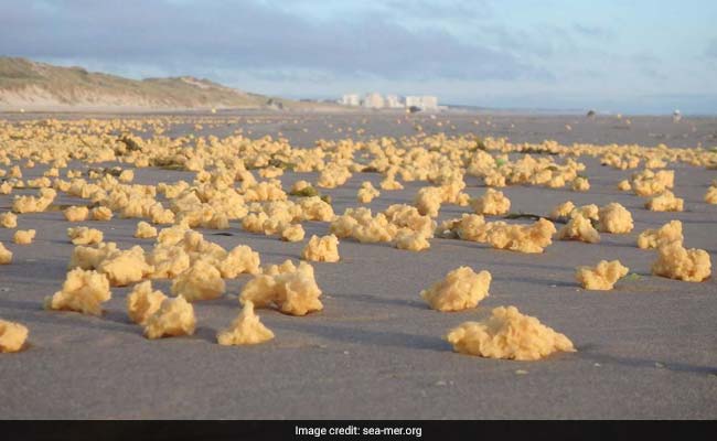 Strange Foamy Balls Are Washing Up On The Shores Of Northern France