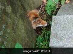 Fox Rescued From Cemetery After Making 'Grave' Mistake