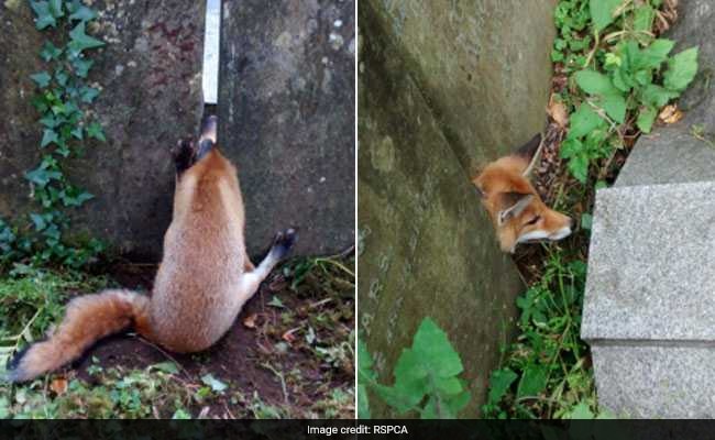 Fox Rescued From Cemetery After Making 'Grave' Mistake