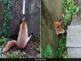 Fox Rescued From Cemetery After Making 'Grave' Mistake Fox Rescued From Cemetery After Making 'Grave' Mistake