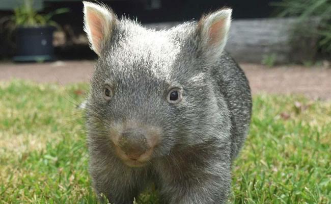 George The Wombat Turns 1, Warms Hearts Again