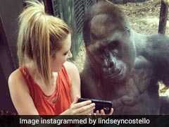 Viral: Woman And Gorilla Watch Videos Together. Internet 'Hearts' It