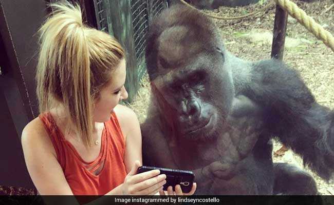 Viral: Woman And Gorilla Watch Videos Together. Internet 'Hearts' It