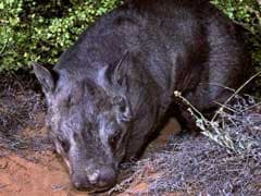 Rare Birth Of Endangered Hairy-Nosed Wombat In Australia