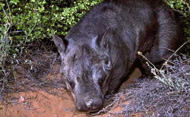 Rare Birth Of Endangered Hairy-Nosed Wombat In Australia