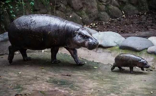 These Pics Of A Baby Pygmy Hippo May Be The Cutest Thing You'll See Today