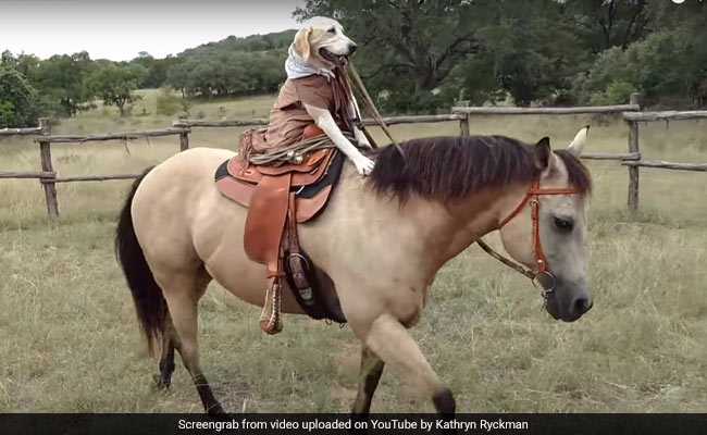 कुत्ता है यह 'शहंशाह'! Video में देखिए तो जरा, कैसे शान से कर रहा है घोड़े की सवारी