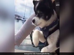 Adorable Puppy 'Pedals' Away During Bike Ride, Melts The Internet's Heart Adorable Puppy 'Pedals' Away During Bike Ride, Melts The Internet's Heart
