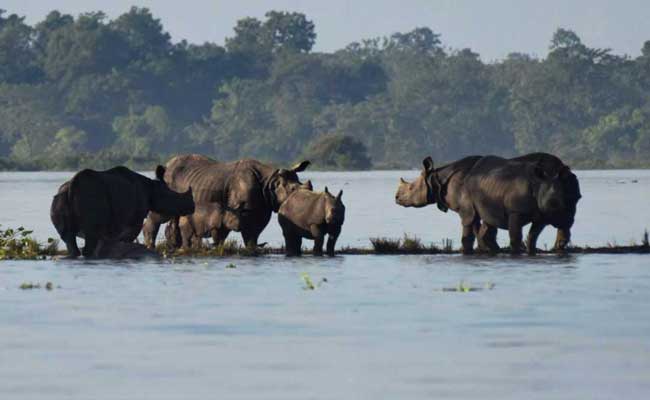 Over 140 Animals Found Dead In Flood-Hit Kaziranga National Park