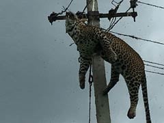 Horrified Villagers Filmed Leopard Electrocuted At Top Of 12-Foot Pole
