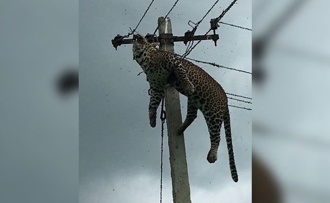 Horrified Villagers Filmed Leopard Electrocuted At Top Of 12-Foot Pole