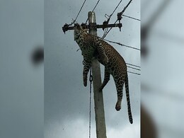 Horrified Villagers Filmed Leopard Electrocuted At Top Of 12-Foot Pole Horrified Villagers Filmed Leopard Electrocuted At Top Of 12-Foot Pole