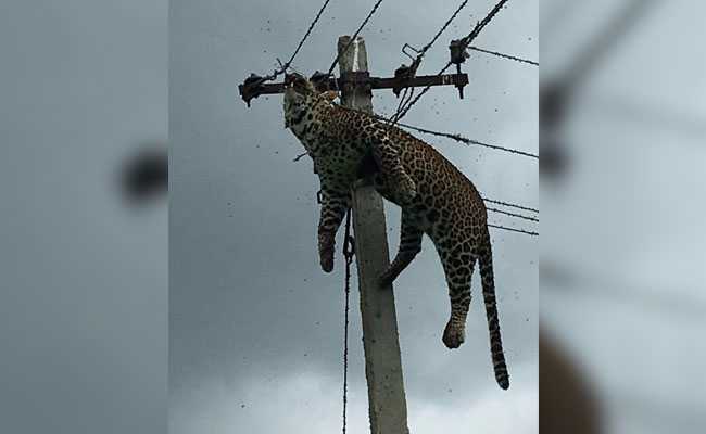 Leopard Climbs Electric Pole, Dies In Telangana