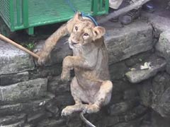 80 फुट गहरे कुएं में गिरे शेर के बच्चे को 6 घंटे की मशक्कत के बाद बचाया