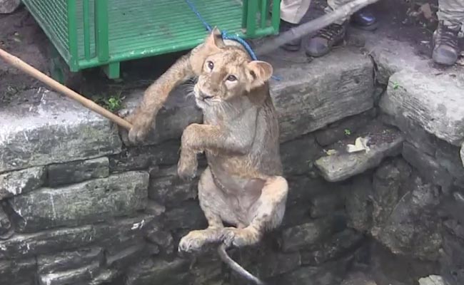 Caught On Camera: Lion Cub In Gir Rescued From 80-Feet Well