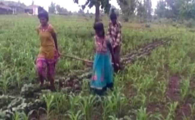 सीहोर : किसान की बदहाली की चौंकाने वाली तस्वीर, खेत में बैल की जगह जोत दी बेटियां