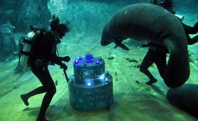 Manatee Gets Special Birthday Surprise, Party Includes Cake And Jazz