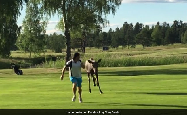 Watch: Moose Chases Man Around Golf Course, Friends Can't Help But Laugh