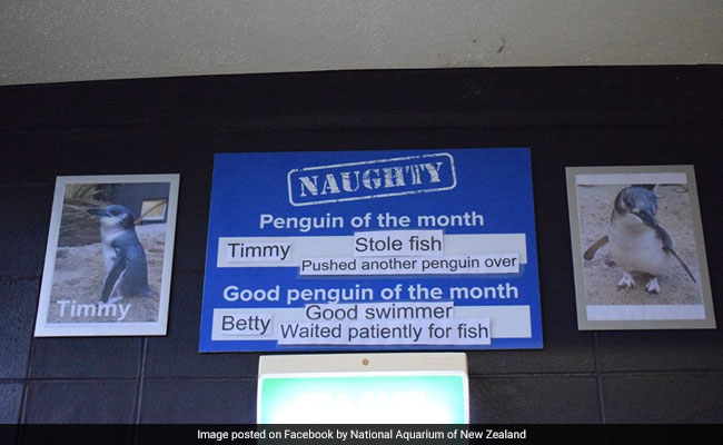 Zoo Names And Shames 'Naughty' Penguin. Internet Can't Stop Laughing