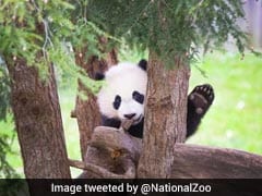 Watch: This Panda Keeps Falling Out Of Trees. The Internet Is Entertained