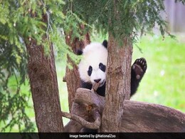 Watch: This Panda Keeps Falling Out Of Trees. The Internet Is Entertained Watch: This Panda Keeps Falling Out Of Trees. The Internet Is Entertained
