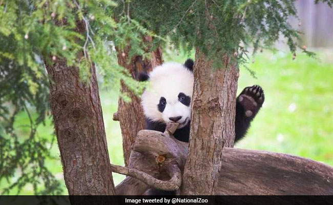 Watch: This Panda Keeps Falling Out Of Trees. The Internet Is Entertained